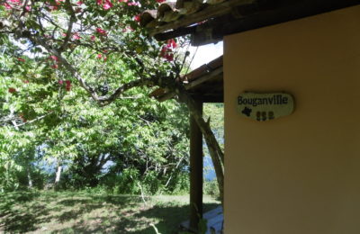 Bouganville